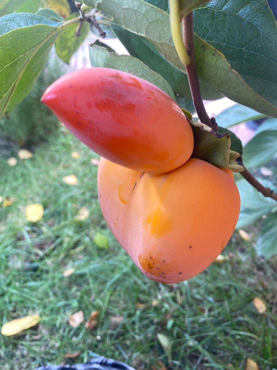 Фото автора.Хурма в саду.