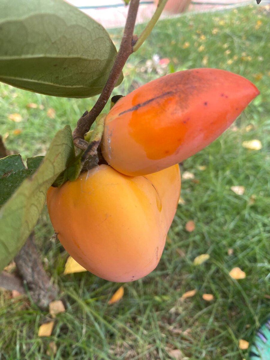 Фото автора.Хурма в саду🤣