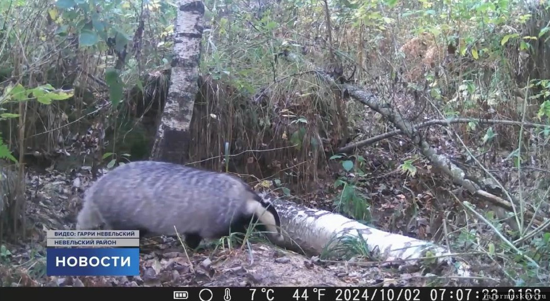 Скриншот из сюжета телеканала «Первый Псковский»