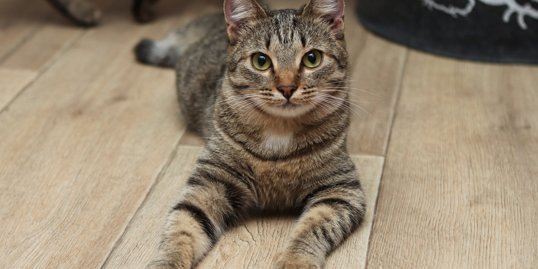 Идеальная молодая кошечка уже два года живет у волонтера, не берут. Подскажите, может, не так пишем?