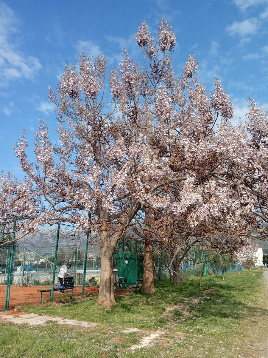 Теннисный корт, Бар