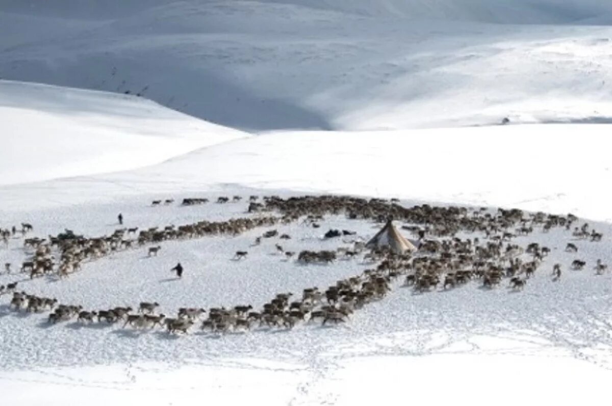    Режим ЧС ввели в Якутии из-за нашествия диких оленей