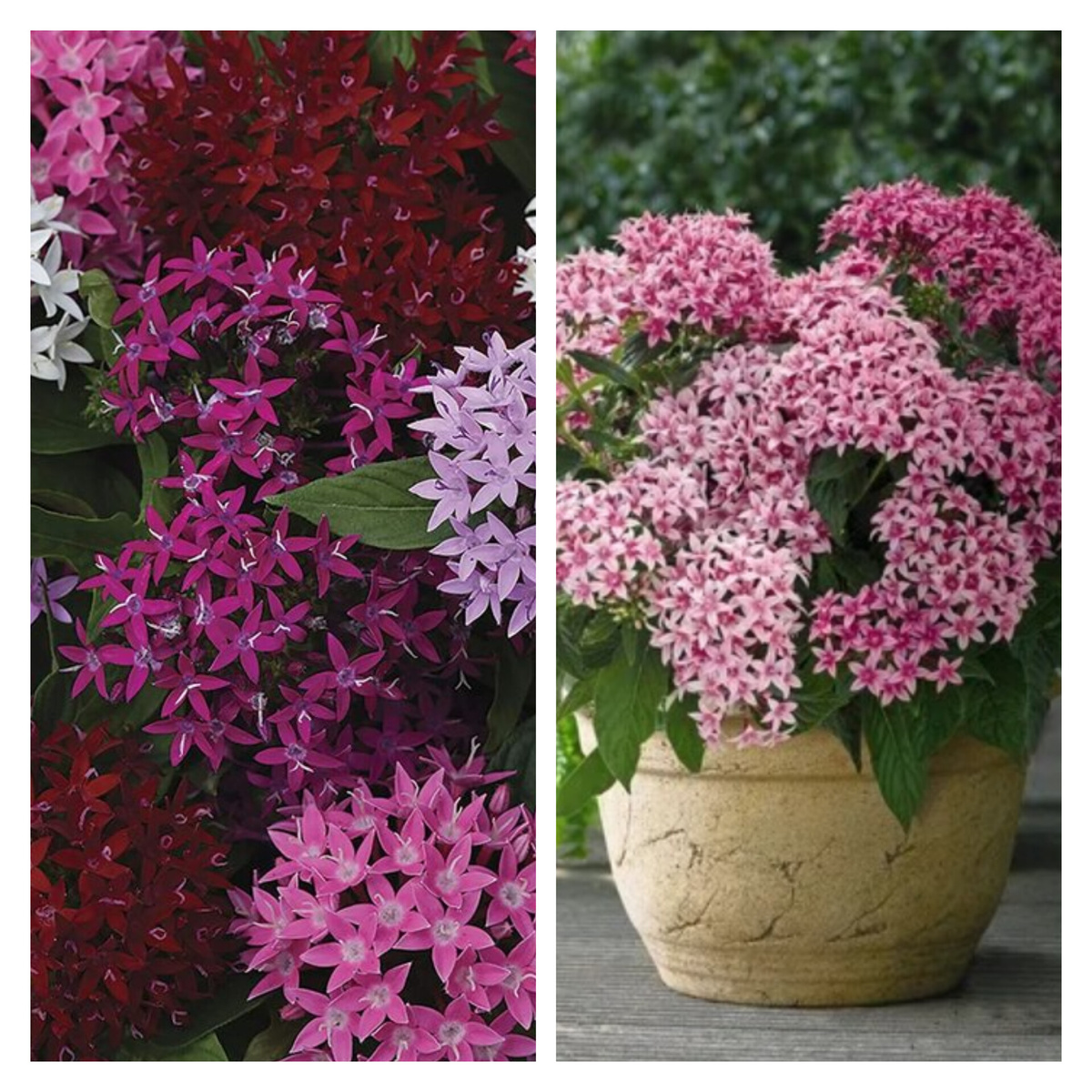 Украшение любого сада