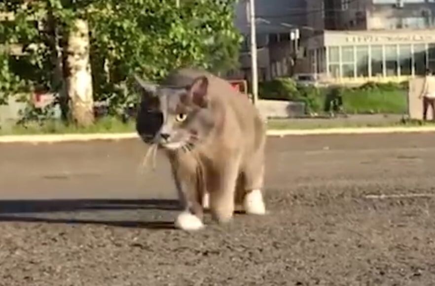    Кот Барсик / Источник: Кадр из видео