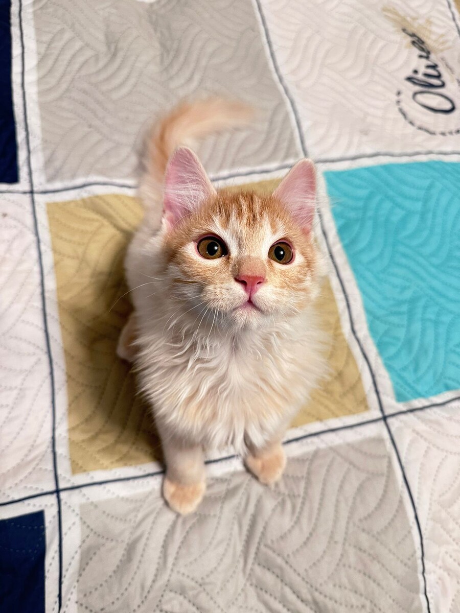 Найденыш Симба – два в одном.