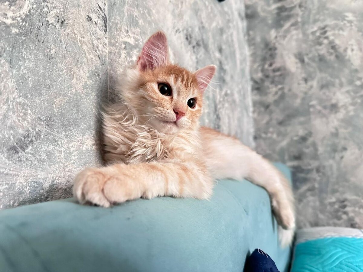 Симба маленький лев, будущий король.