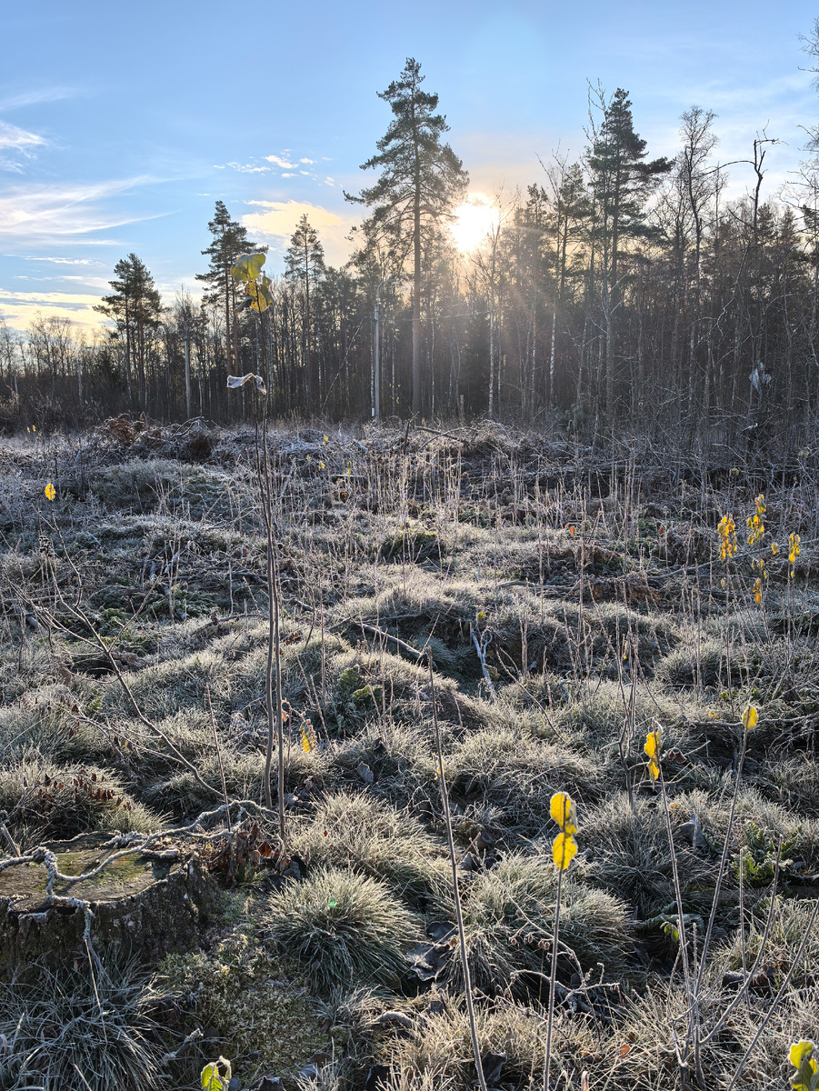 Утро в посёлке
