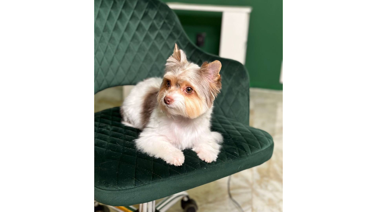 Елена и Рони живут в Москве. Хозяйка считает, что это тоже сказывается на здоровье пса: например, зимой дороги посыпают реагентами, которые могут попасть и в рот