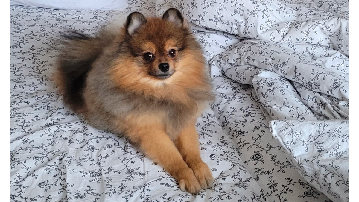 Юлия подбирает корм так, чтобы в немы была витаминно-минеральная смесь и рыбий жир — для шерсти и кожи собаки