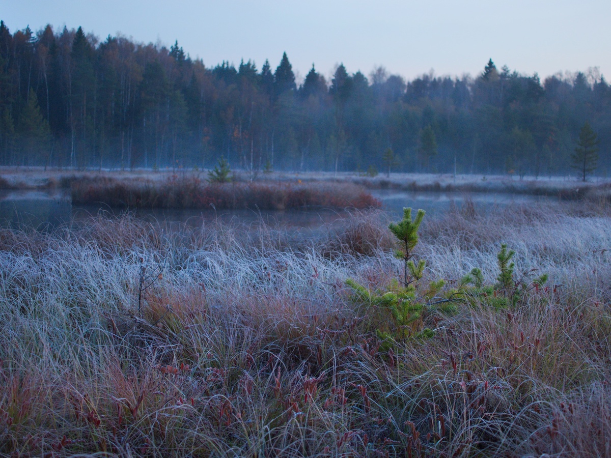 Рассвет на верховом болоте
