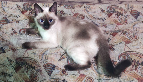 Ника редко расстается со своими любимыми крысами.