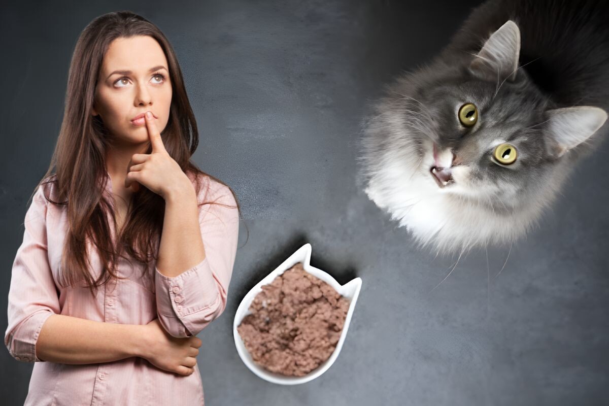 Почему кот перестал есть влажный корм