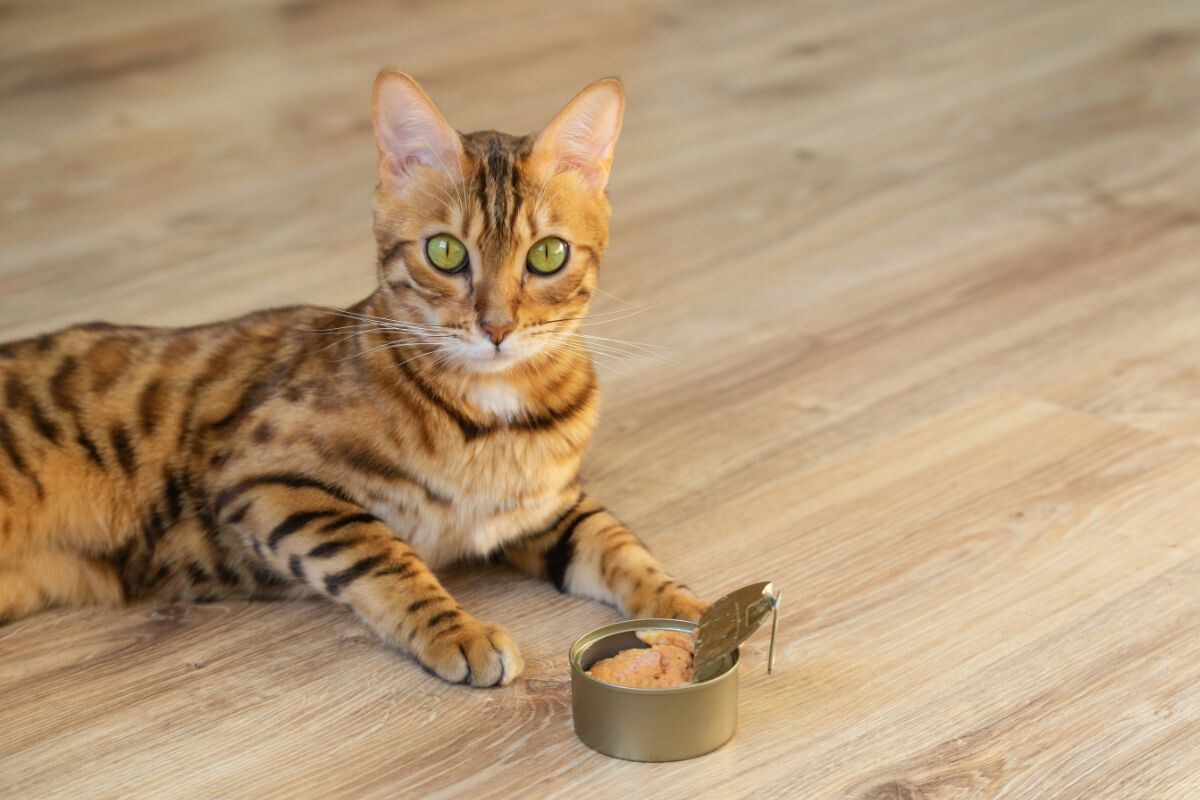 Кот с кормом 