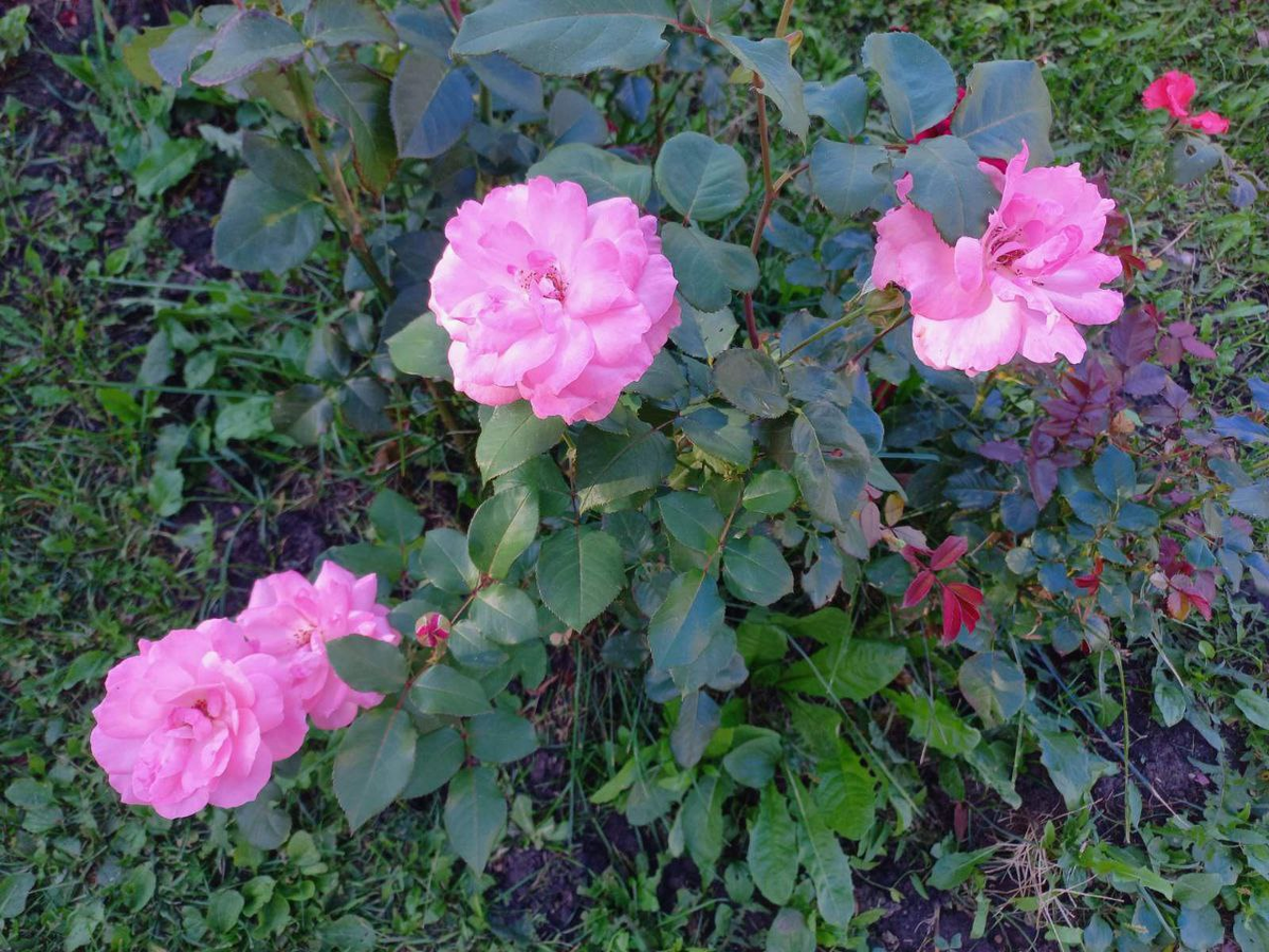 Фото автора.