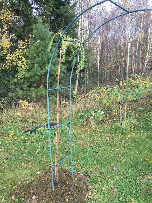 2020 Larix decidua Pendula