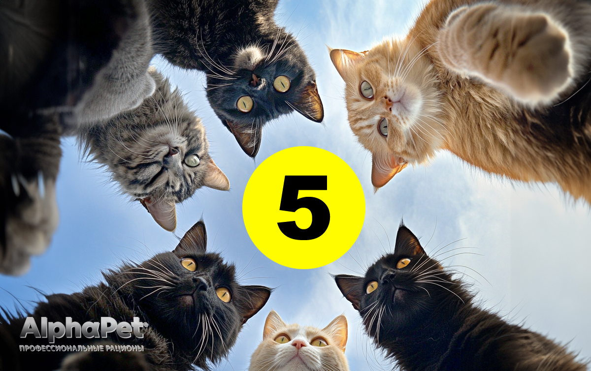 5 пород кошек с ужасным поведением и 5 покладистых: Кого заводить, решайте сами /Изображение: AlphaPet 