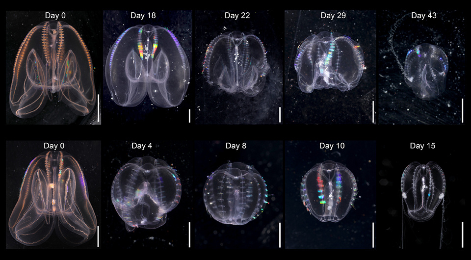   Joan J. Soto-Angel, Pawel Burkhardt / Proceedings of the National Academy of Sciences, 2024
