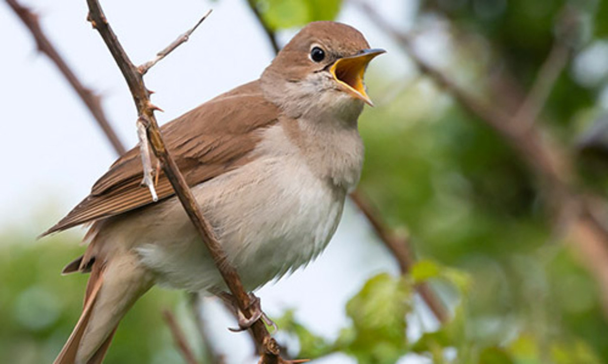    839 поющих пернатых зафиксировали в Курской области