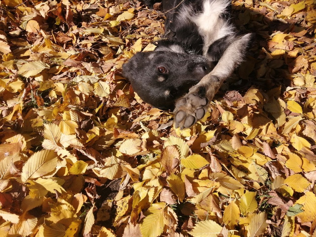 Бим. Собака в добрые руки.