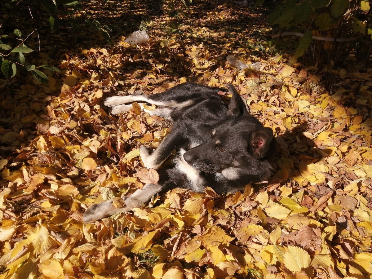 Бим может также валяться на вашем участке.