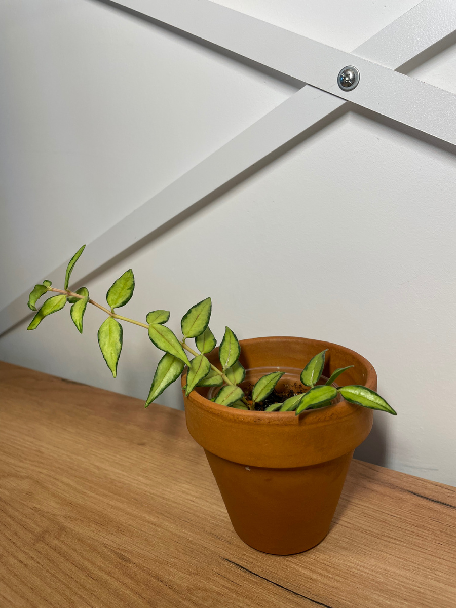 Хойя Белла Вариегатная Луис Буис