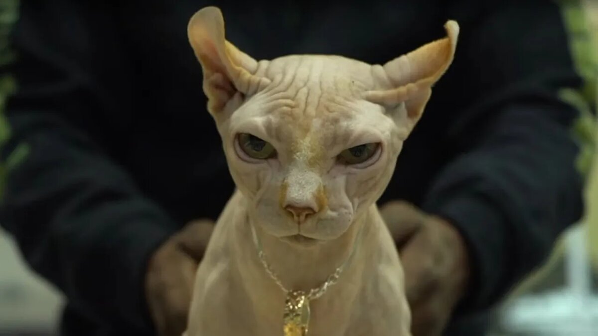    Кошка-бульдог.