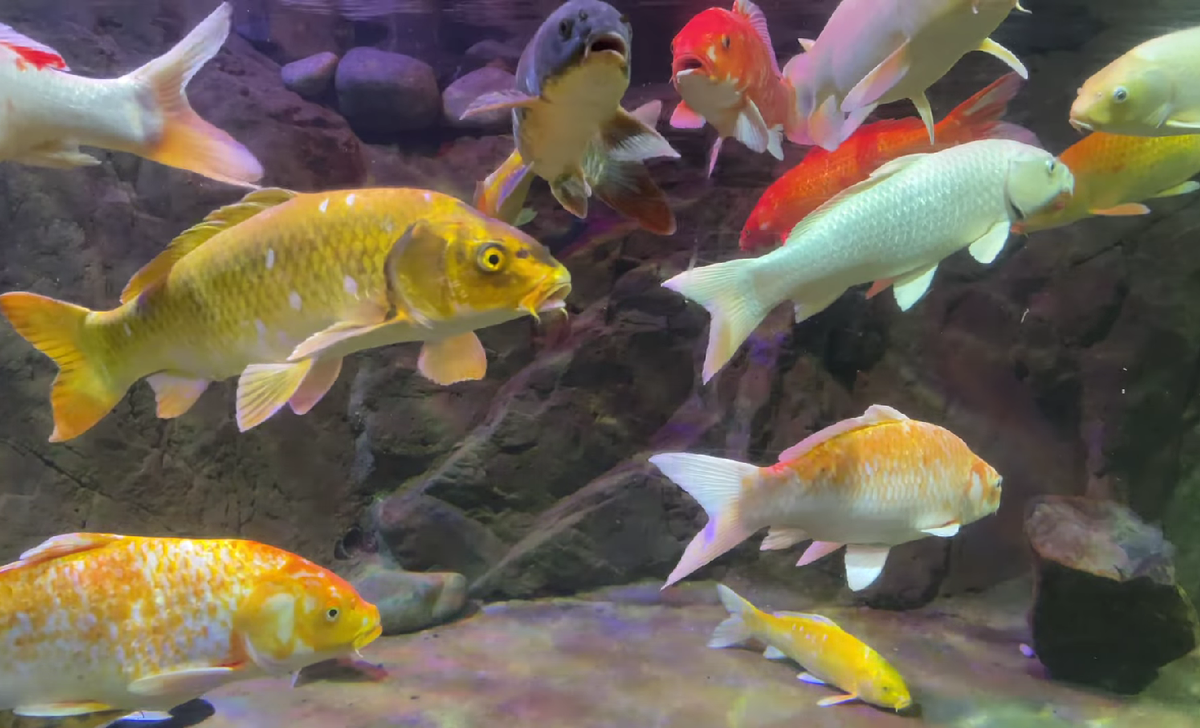 Океанариум