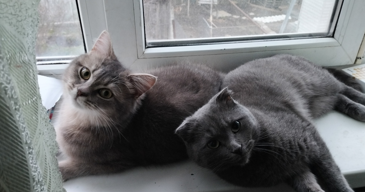 Наши питомцы.