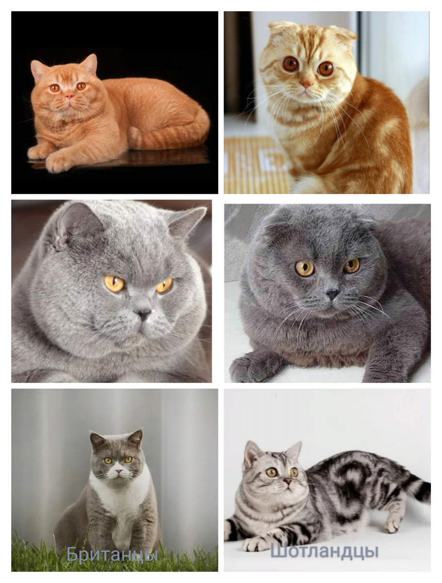 Коллаж собран из фото с Pinterest 