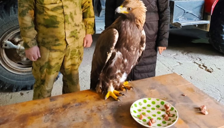 Источник новости: https://nia.eco/2024/11/02/92861/