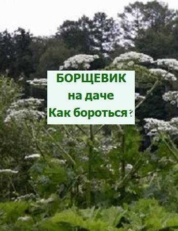 как бороться с борщевиком