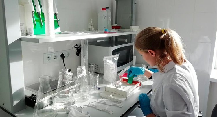    Опасный горчак ползучий заразил 4,9 тысячи гектаров в Алтайском крае