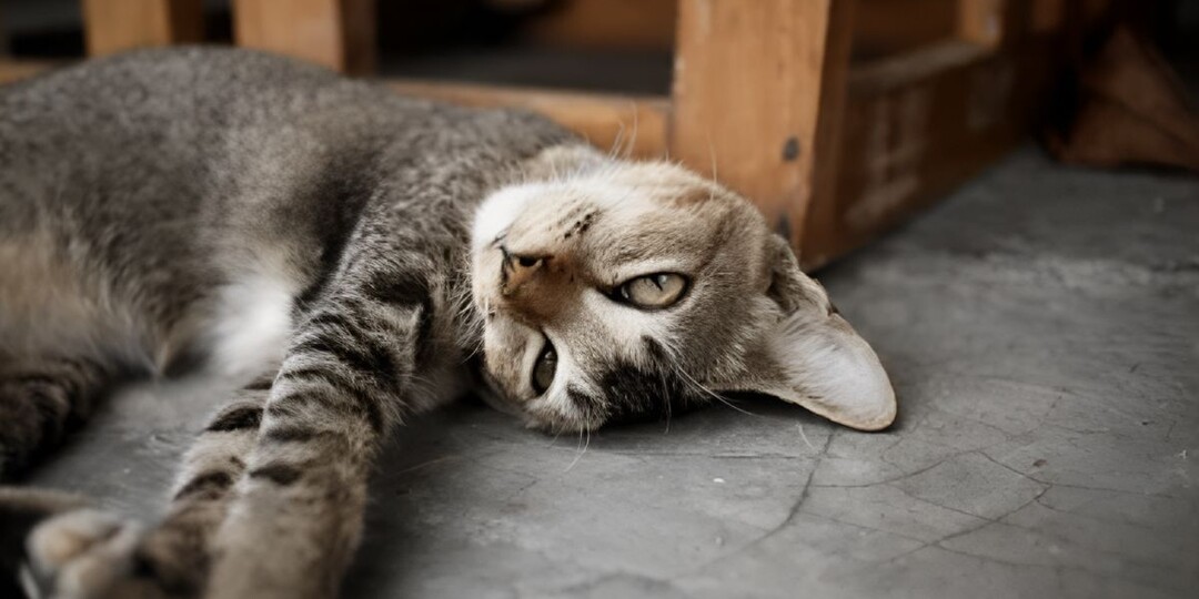 Кошка спит с открытыми глазами: как такое возможно?