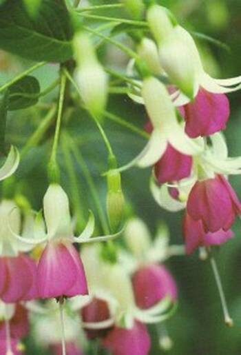 магеланская фуксия