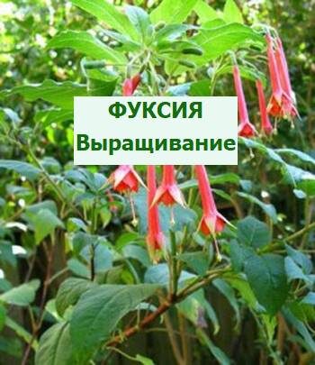 фуксия выращивание