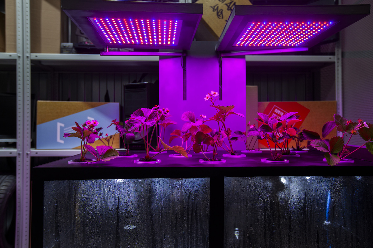    Боксы для круглогодичного выращивания плодовых растений от «GardenSharing»