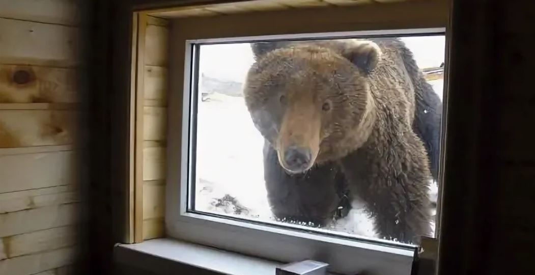 Есть 3 периода в году, когда медведь наиболее опасен, и 2, когда наименее