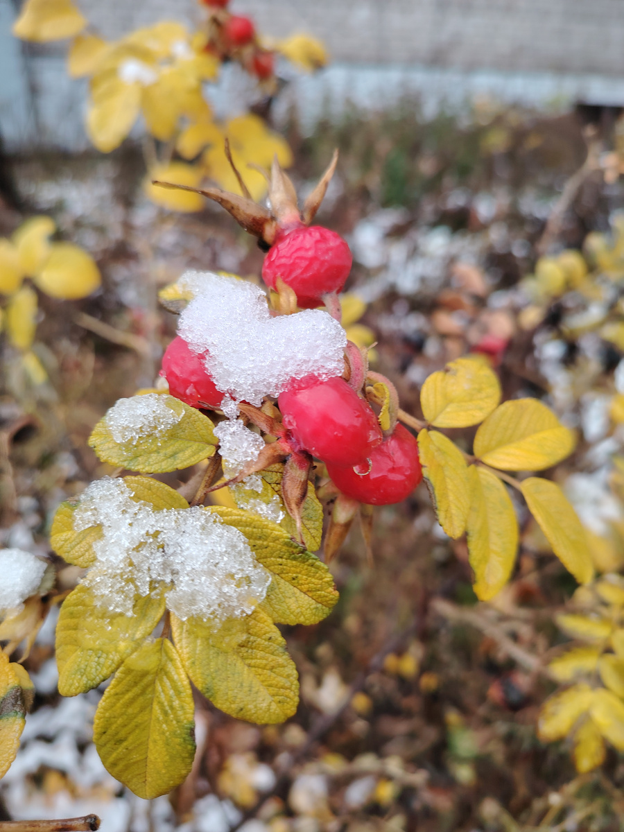 Шиповник под снегом 