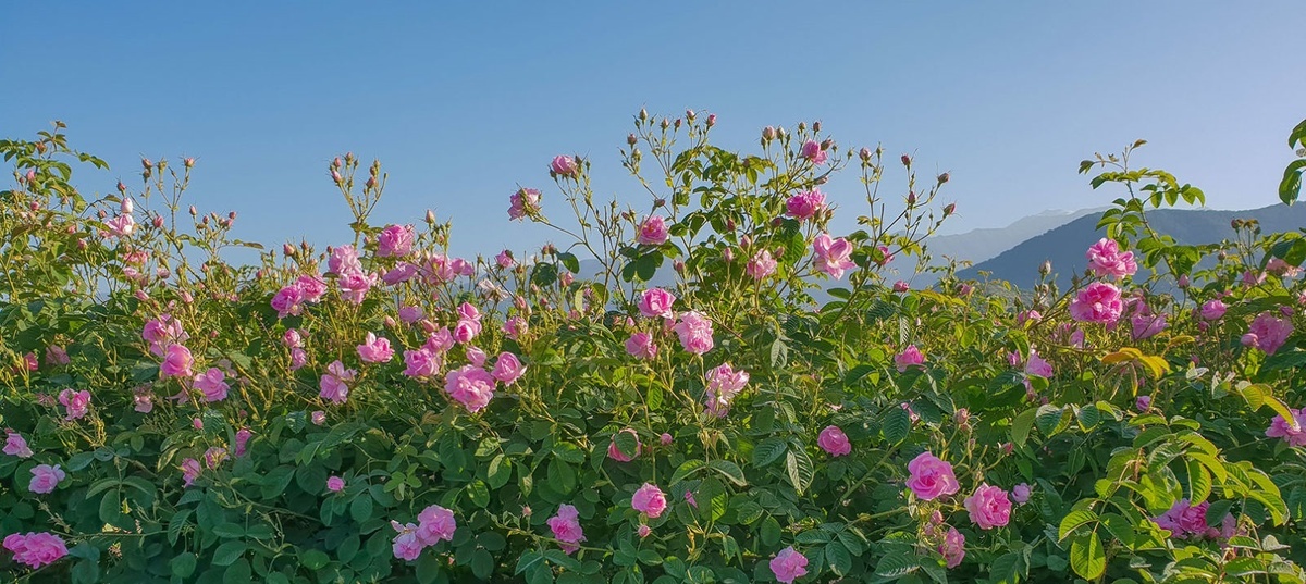 Азербайджанские розы // Из открытых источников