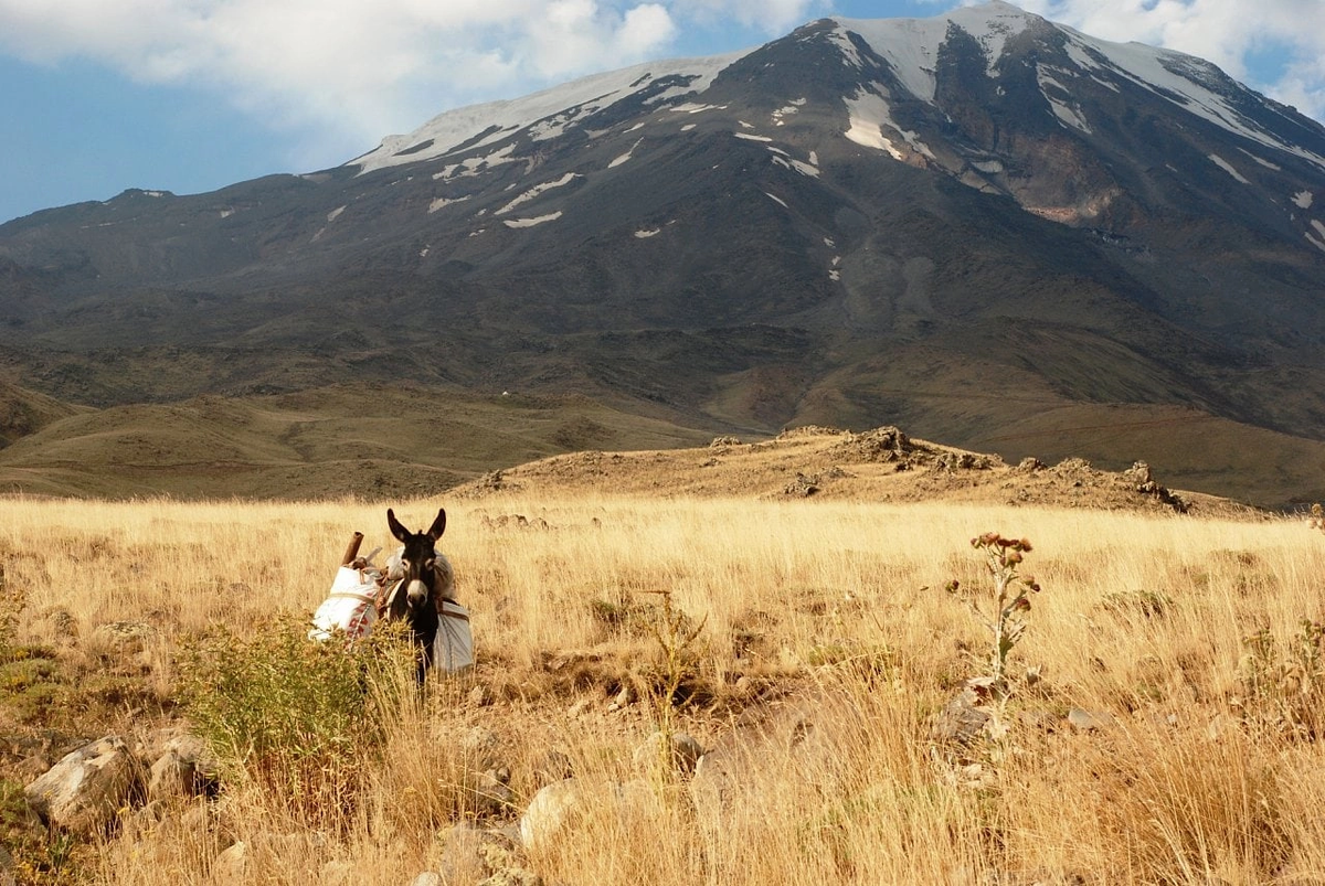 Ослик на фоне горы Арарат 2010 год