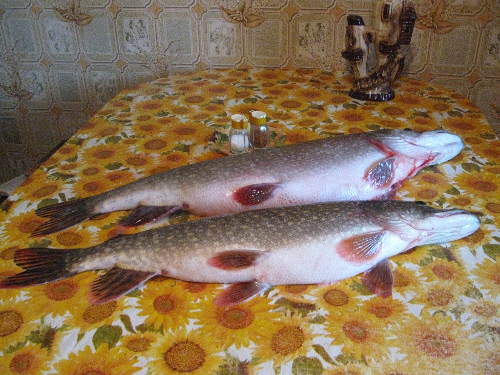 Щуки городского водохранилища