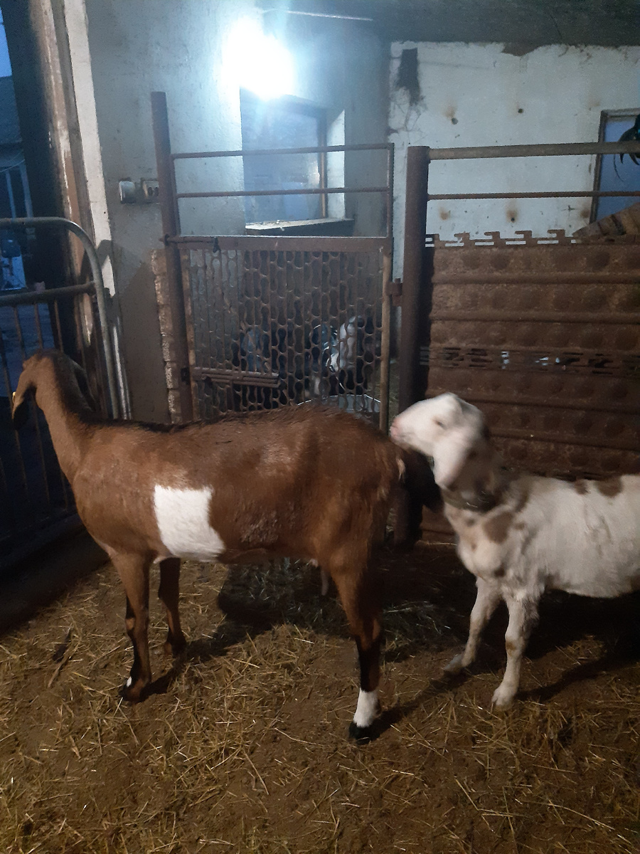 Тут мы поняли, что Санта почуял неладное