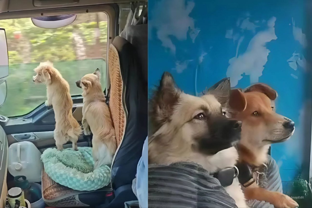 Фото: поисковая сеть Baidu