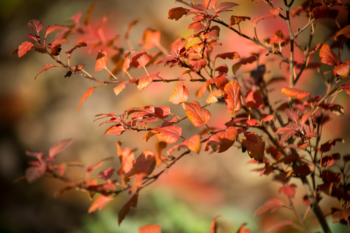 Пузыреплодник калинолистный Little Joker. Автор фото Елена Якимова / Greenfingers