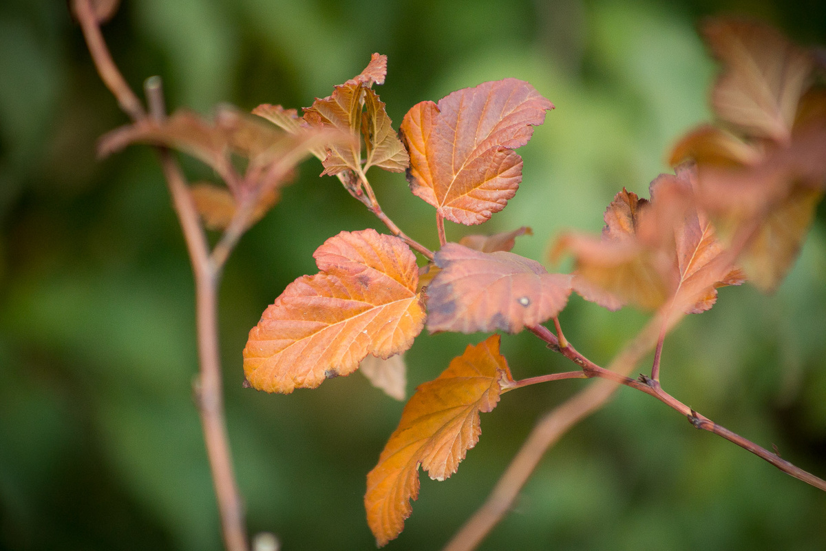 Пузыреплодник Red Baron. Автор фото Елена Якимова / Greenfingers