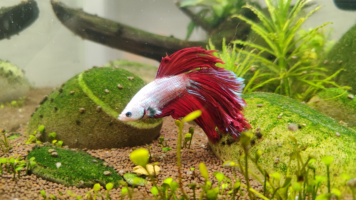 Петушок Искорка. На вид недоволен, в душе милашка