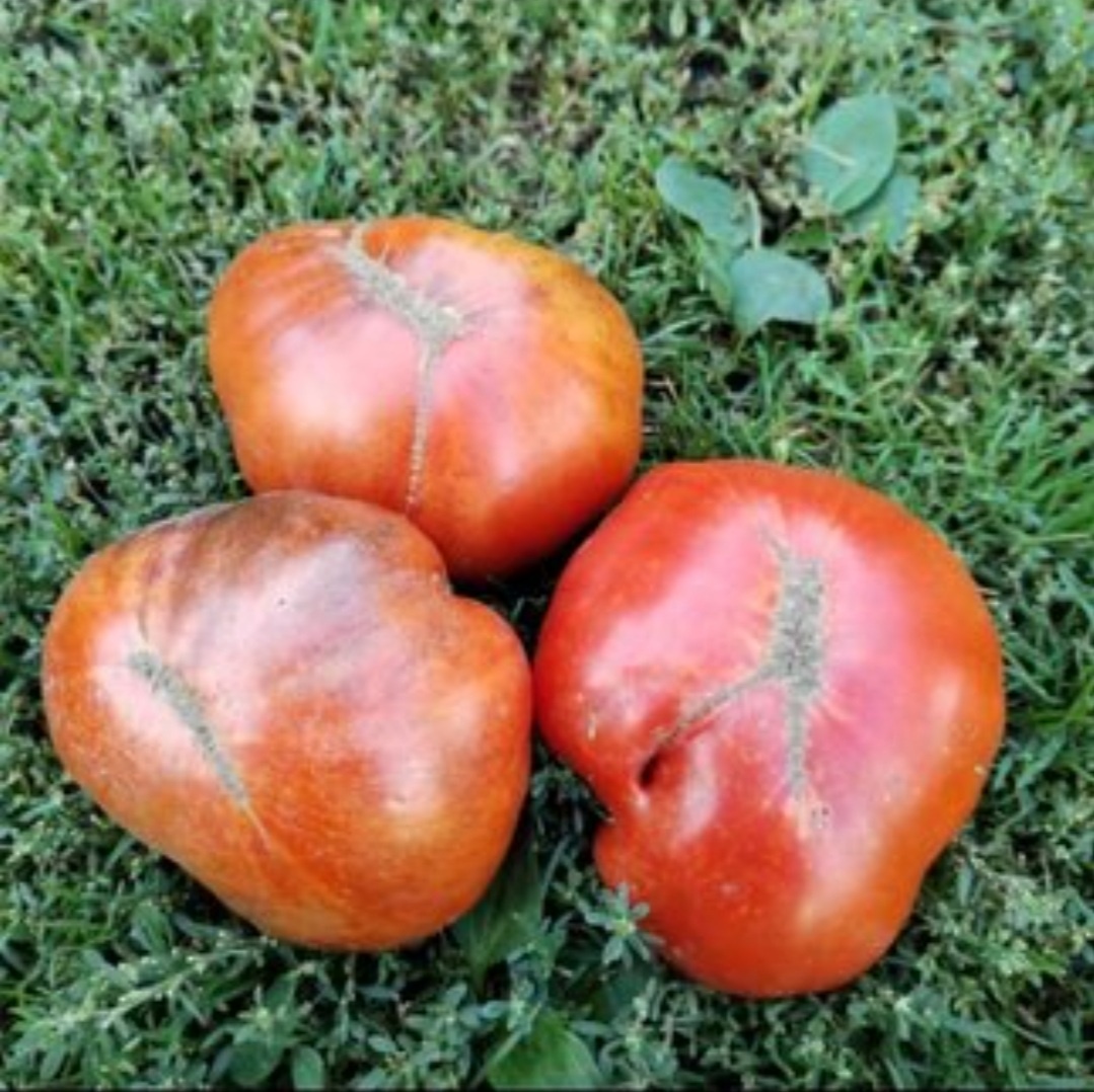 Фото из интернета