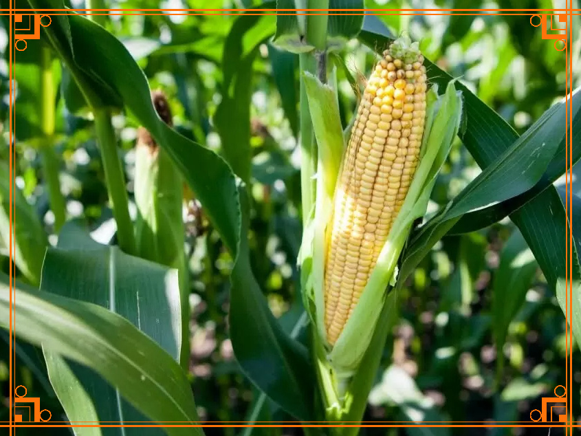 Фото из Интернета. Описание сорта кукурузы Алина