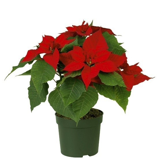 Пуансеттия