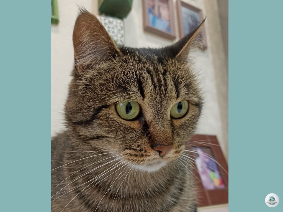 это наш Шевик